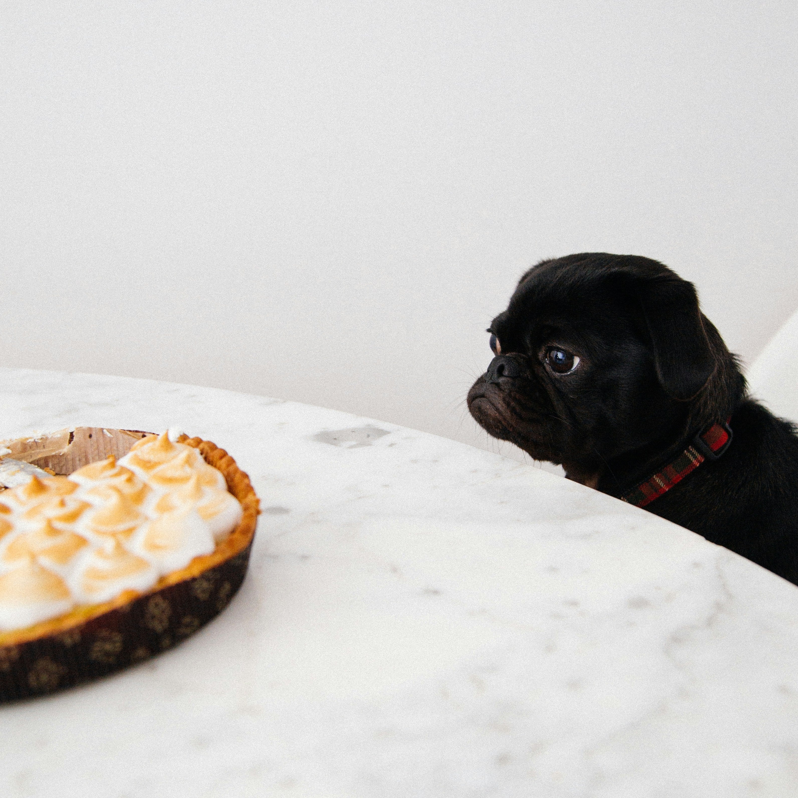 Image of a dog (a black pug) sitting in a chair, staring at a pie that is on the table.